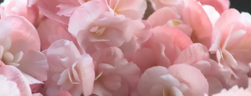 Image décorative de fleurs